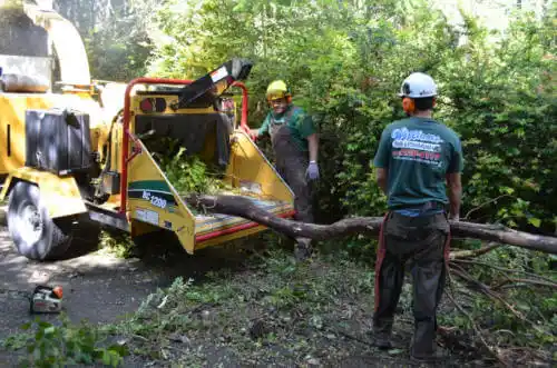 tree services South Miami